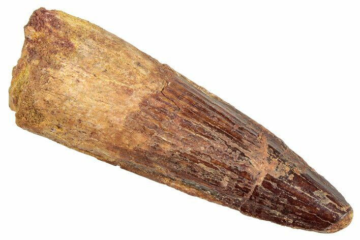 Fossil Spinosaurus Tooth - Real Dinosaur Tooth #245119
